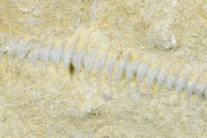 Archimedes Screw Bryozoan Fossil - Alabama #178187